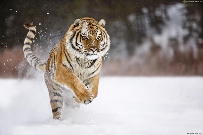 Tranhto24h: Hình ảnh hổ chạy phi trong tuyết, 800x534px