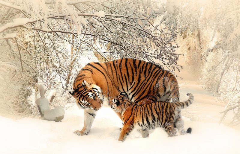 Tranhto24h: Hình ảnh mẹ con hổ nô đùa trong tuyết, 800x515px
