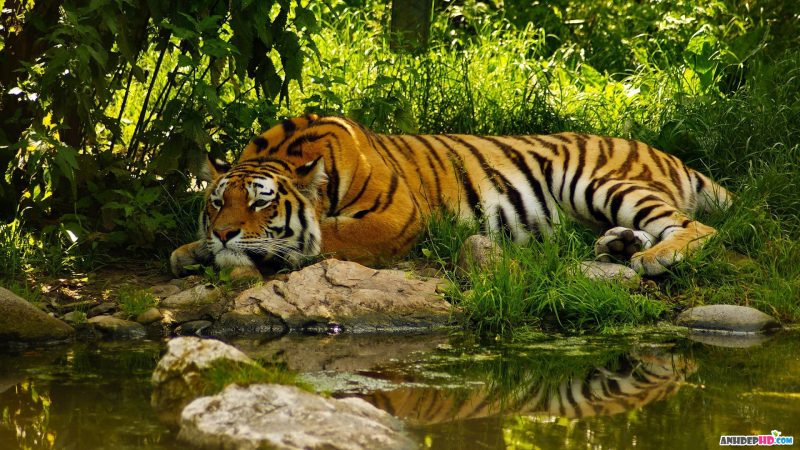 Tranhto24h: Hình nền con hổ năm ngủ bên hồ nước, 800x450px