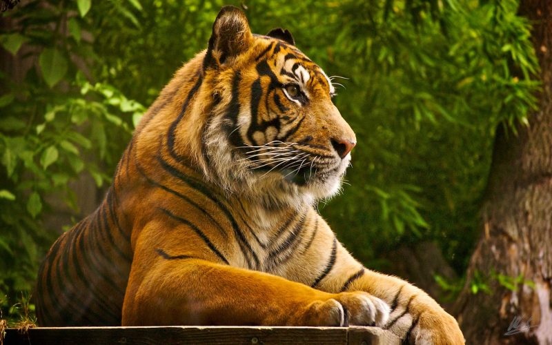 Tranhto24h: Hình ảnh nền con hổ Tiger 2K cho máy tính, 800x500px