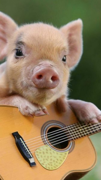 Tranhto24h: ảnh con lợn ôm đàn guitar, 338x600px