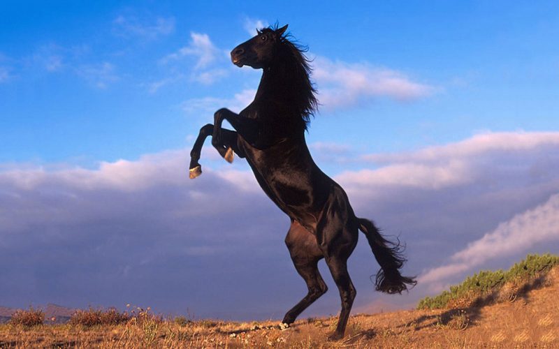Tranhto24h: Hình nền Ngựa đen, 800x500px