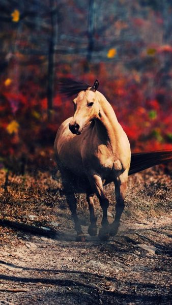 Tranhto24h: Hình nền ngựa vào mùa thu, 338x600px