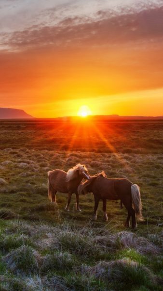 Tranhto24h: Hình nền ngựa lúc mặt trời lặn, 338x600px