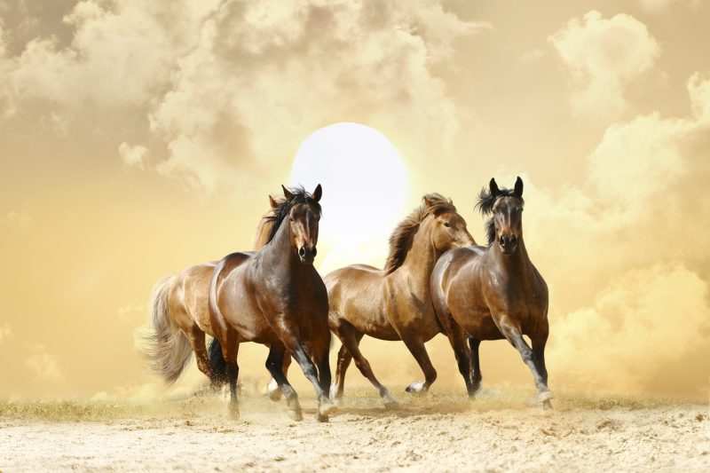 Tranhto24h: horses run, 800x533px