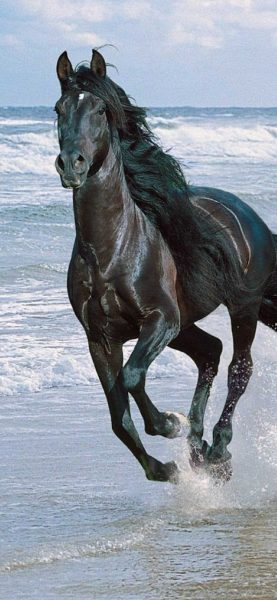 Tranhto24h: Hình nền ngựa chạy trên biển, 277x600px