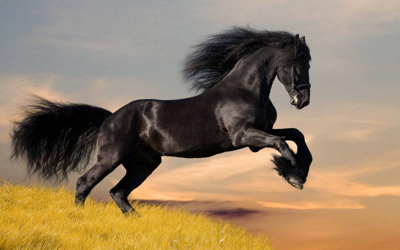 Tranhto24h: Ảnh nền Ngựa đen, 800x500px