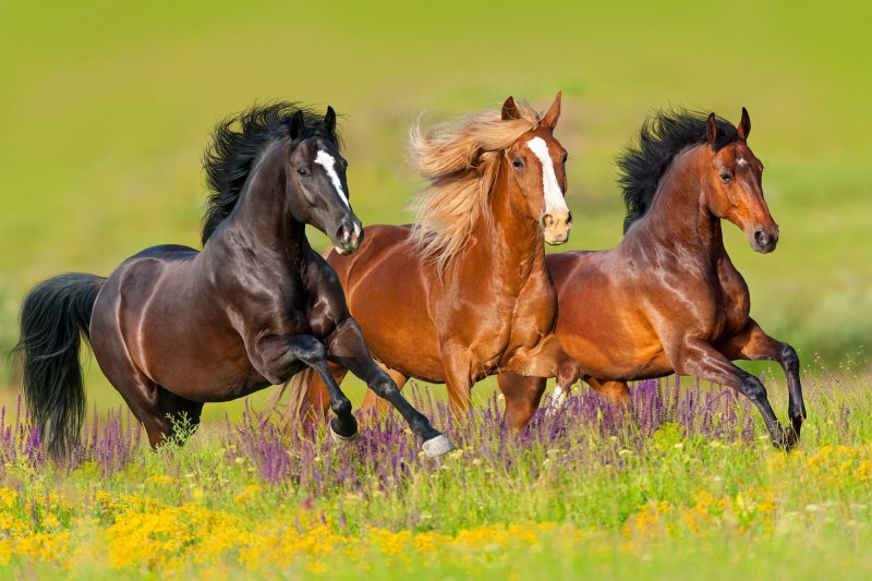 Tranhto24h: Hình ảnh con ngựa đẹp nhất, 800x533px