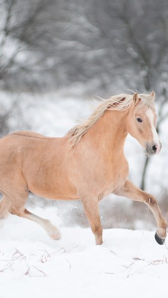 Tranhto24h: Hình nền ngựa vào mùa đông, 338x600px