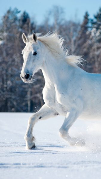 Tranhto24h: Hình nền ngựa trên tuyết, 338x600px