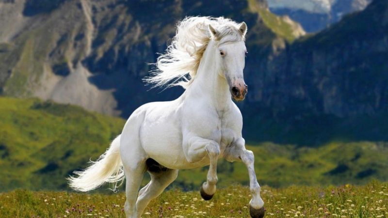 Tranhto24h: Hình nền con ngựa màu trắng, 800x450px