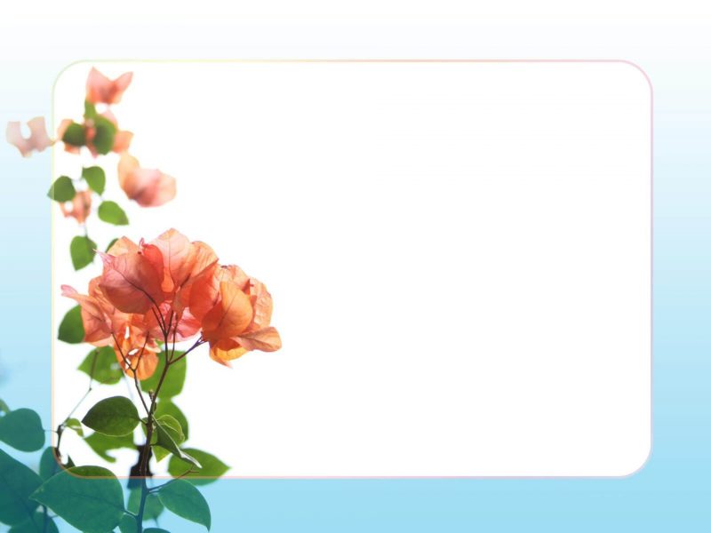 Tranhto24h: Hình nền slide cành hoa hồng cam, 800x600px