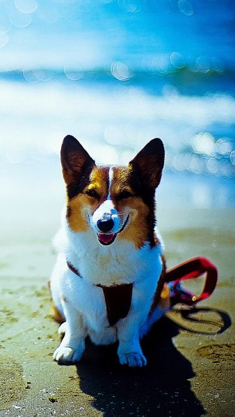 Tranhto24h: Hình nền chó cau có ở bãi biển, 338x600px
