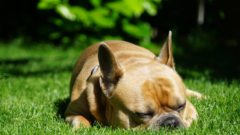 Tranhto24h: hình nền con chó ngủ trên cỏ xanh, 800x450px
