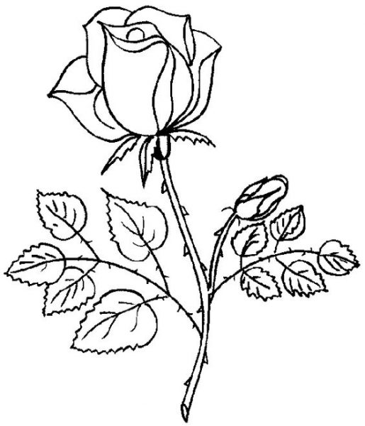 Tranhto24h: Hoa hồng tô màu hoa hồng gai, 515x600px