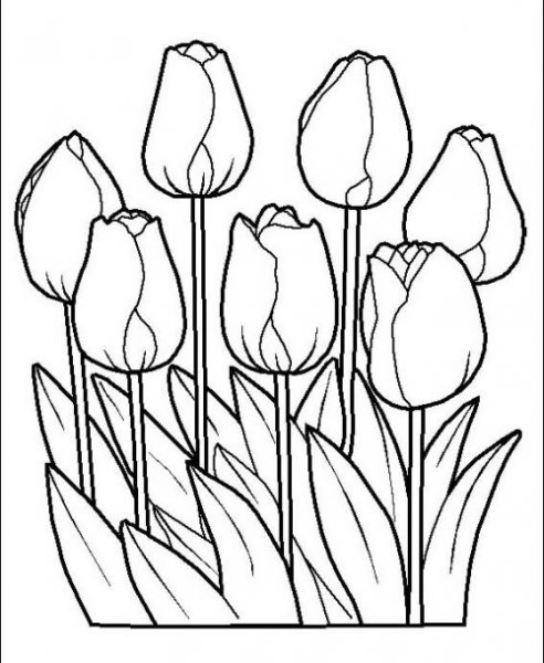 Tranhto24h: Tranh tô màu hoa tulip, 492x600px