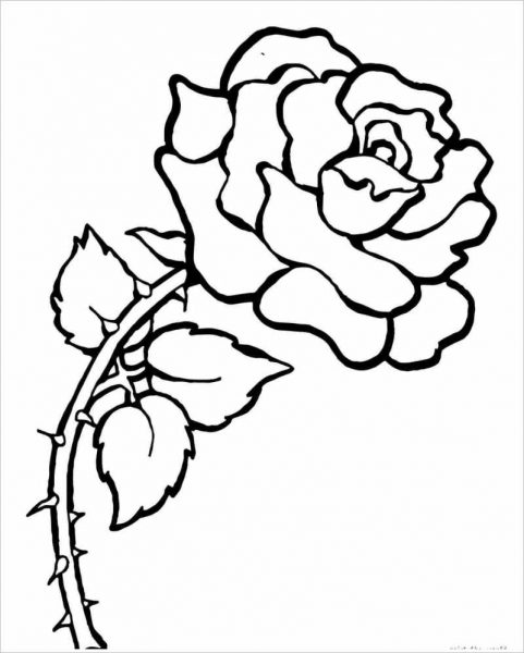 Tranhto24h: Tranh tô màu hoa hồng nở rực, 481x600px