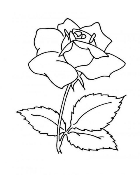 Tranhto24h: Tranh tô màu hoa hồng đơn lẻ, 480x600px