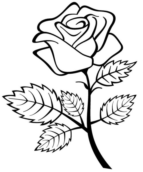 Tranhto24h: Tranh tô màu hoa hồng xinh xắn, 499x600px