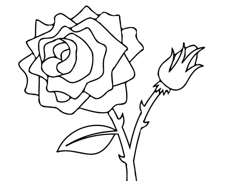 Tranhto24h: Hoa hồng tô màu góc chụp gần, 800x600px