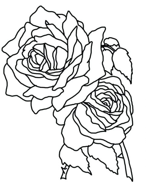 Tranhto24h: Tranh tô màu hoa hồng nhiều gai, 482x600px