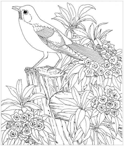 Tranhto24h: Tranh tô màu vườn hoa và chú chim, 509x600px