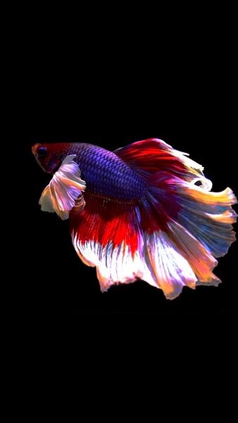 Tranhto24h: ảnh nền cá 3D màu sắc lạ, 338x600px