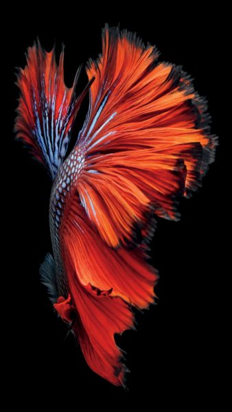 Tranhto24h: Hình nền cá 3D đuôi cực đẹp, 338x600px