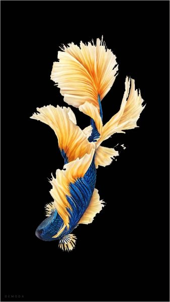 Tranhto24h: Hình nền cá 3D màu xanh dương, 338x600px