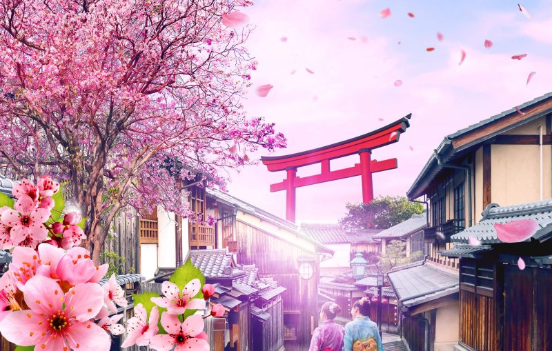 Tranhto24h: Hình nền hoa anh đào Nhật Bản, 800x509px