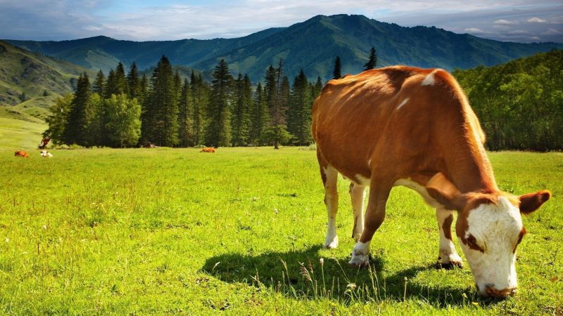Tranhto24h: hình nền bò sữa cute gặm cỏ một mình, 800x450px