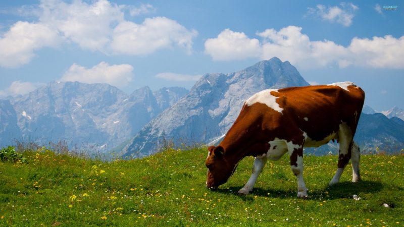 Tranhto24h: ảnh nền bò sữa cute gặm cỏ trên đỉnh đồi, 800x450px
