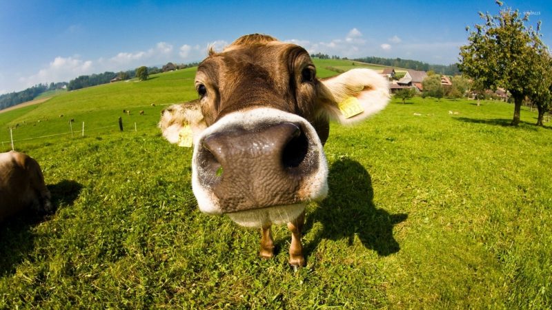 Tranhto24h: hình nền bò sữa cute đưa sát mặt ống kính, 800x450px