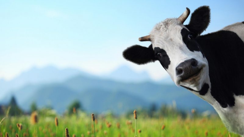 Tranhto24h: hình nền bò sữa cute biểu cảm ngơ ngác, 800x450px