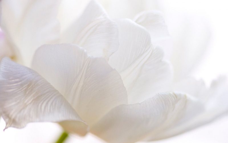 Tranhto24h: background trắng bông hoa, 800x500px