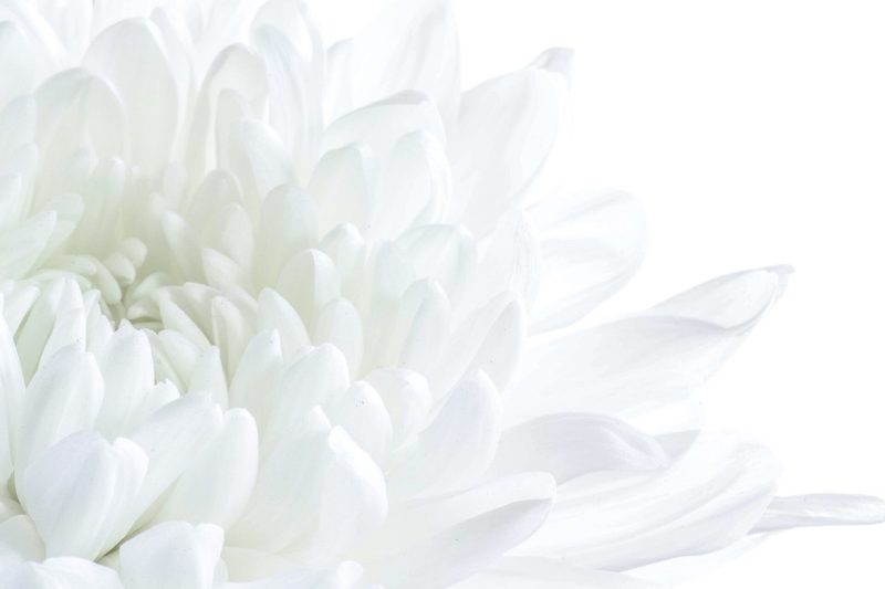 Tranhto24h: background trắng và hoa cúc, 800x533px