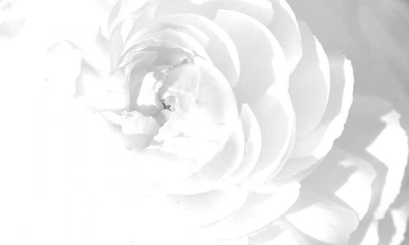 Tranhto24h: background trắng bông hoa giấy, 800x480px