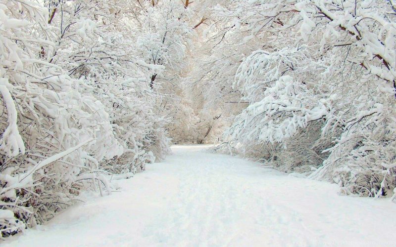 Tranhto24h: background trắng mùa đông, 800x500px