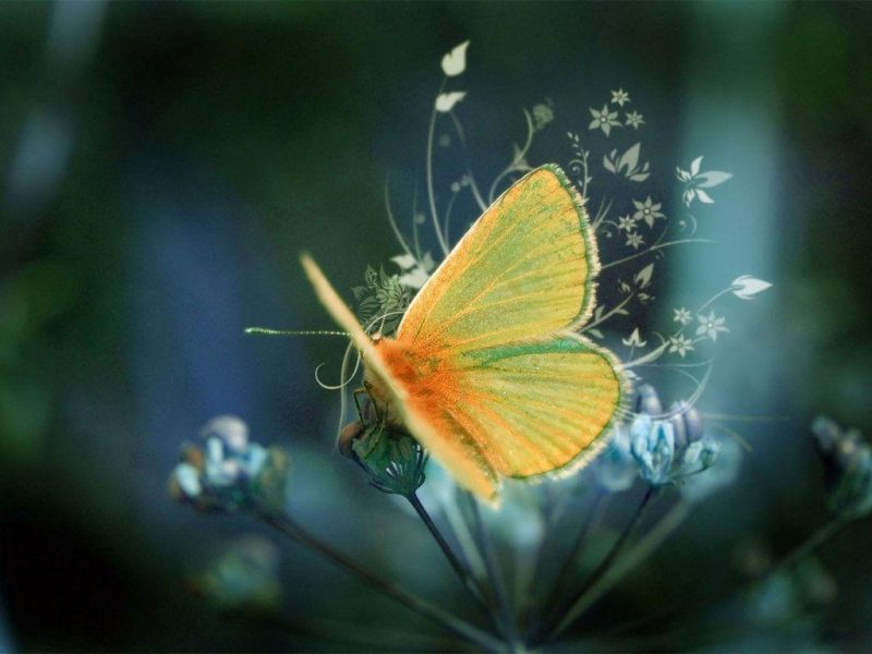 Tranhto24h: Ảnh nền thiên nhiên 3D con bươm bướm, 800x600px
