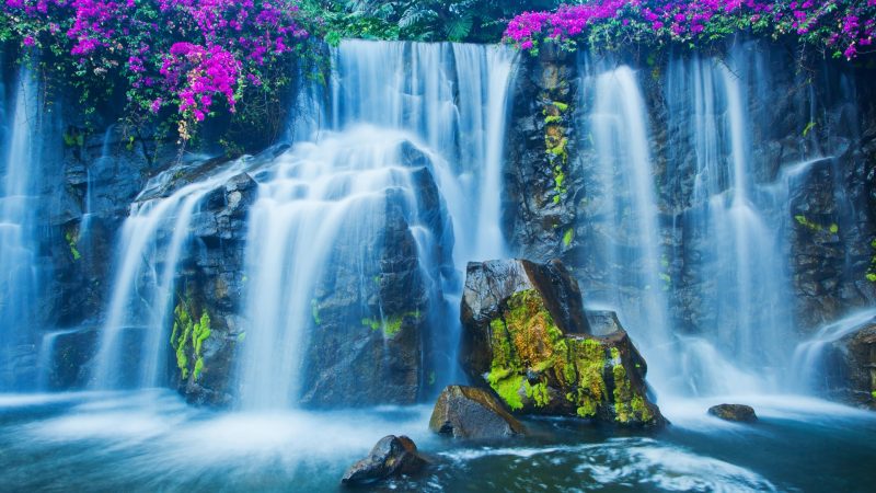 Tranhto24h: Hình nền thác nước dưới hàng hoa tím, 800x450px