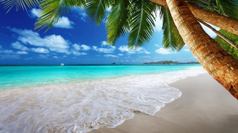 Tranhto24h: Background biển Background Beach và cây dừa, 800x450px