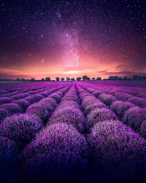 Tranhto24h: Hình nền 4K hoa Lavender tím 3363x4204 px, 480x600px