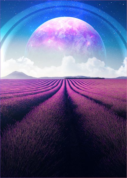 Tranhto24h: Hình nền 4K vườn hoa Lavender cho điện thoại -2900x4060 pixels, 429x600px