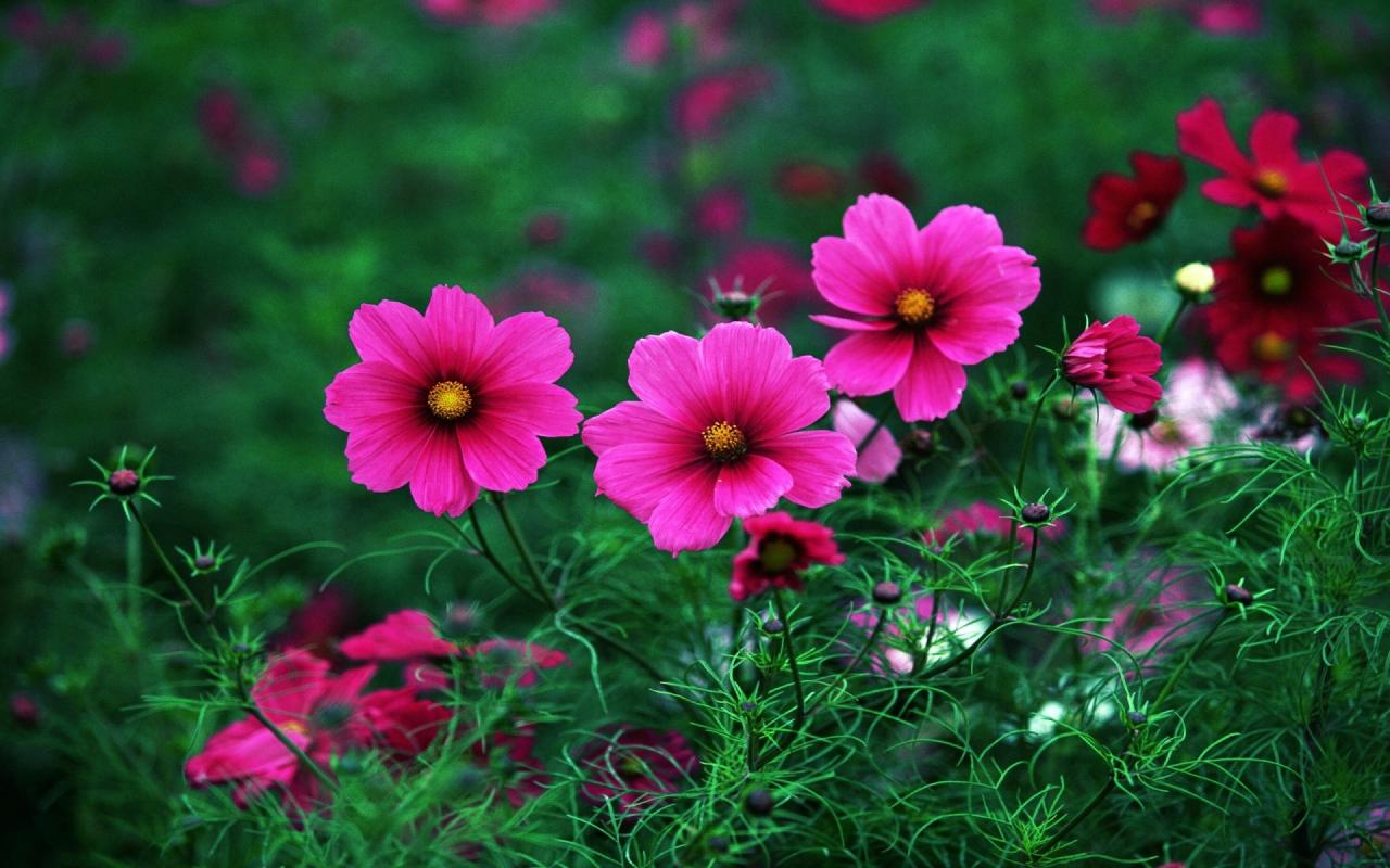 Tranhto24h: Top 800 hình ảnh hoa đẹp ngất ngây làm say đắm lòng người, 1280x800px