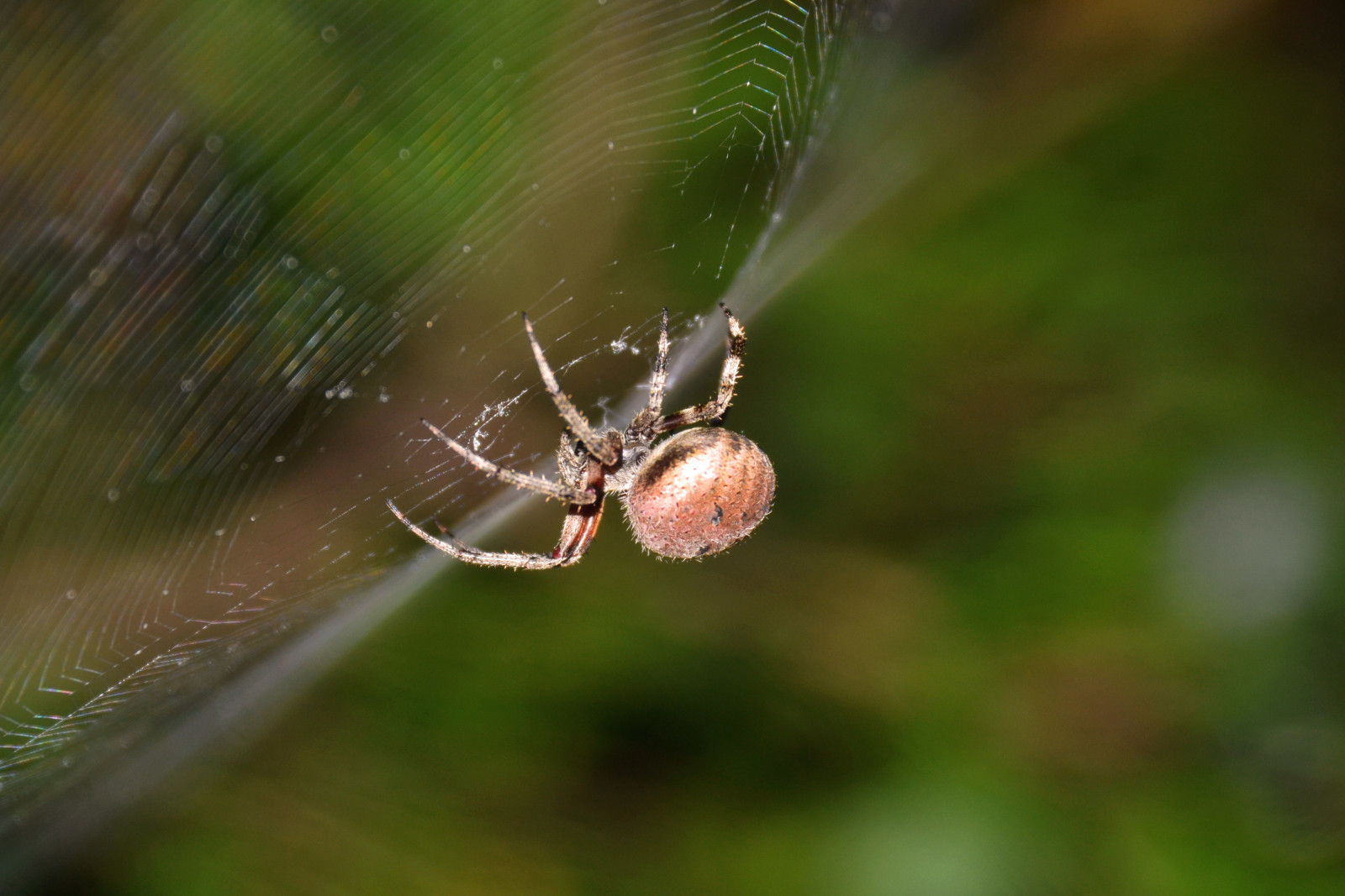 Tranhto24h: Tổng hợp hình ảnh con nhện đẹp nhất, 1600x1067px