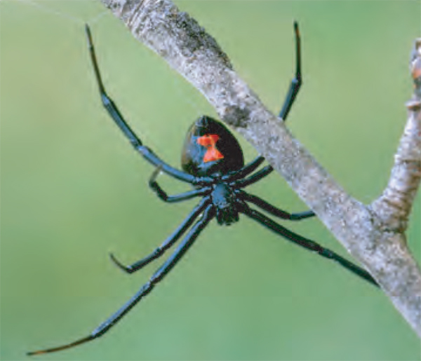 Tranhto24h: Tổng hợp hình ảnh con nhện đẹp nhất, 600x515px