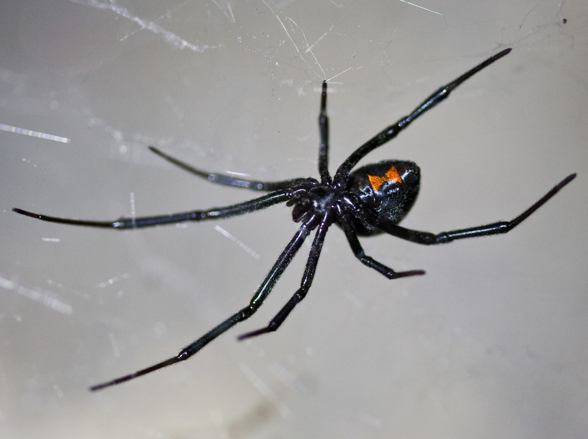 Tranhto24h: Tổng hợp hình ảnh con nhện đẹp nhất, 2043x1526px