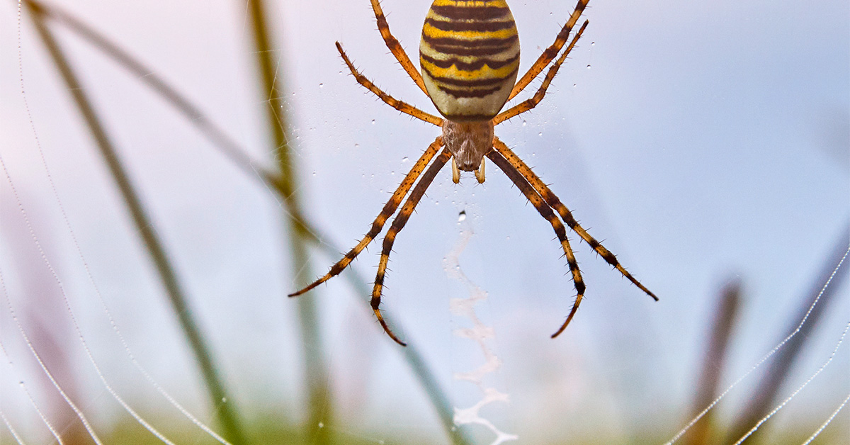 Tranhto24h: Tổng hợp hình ảnh con nhện đẹp nhất, 1200x628px