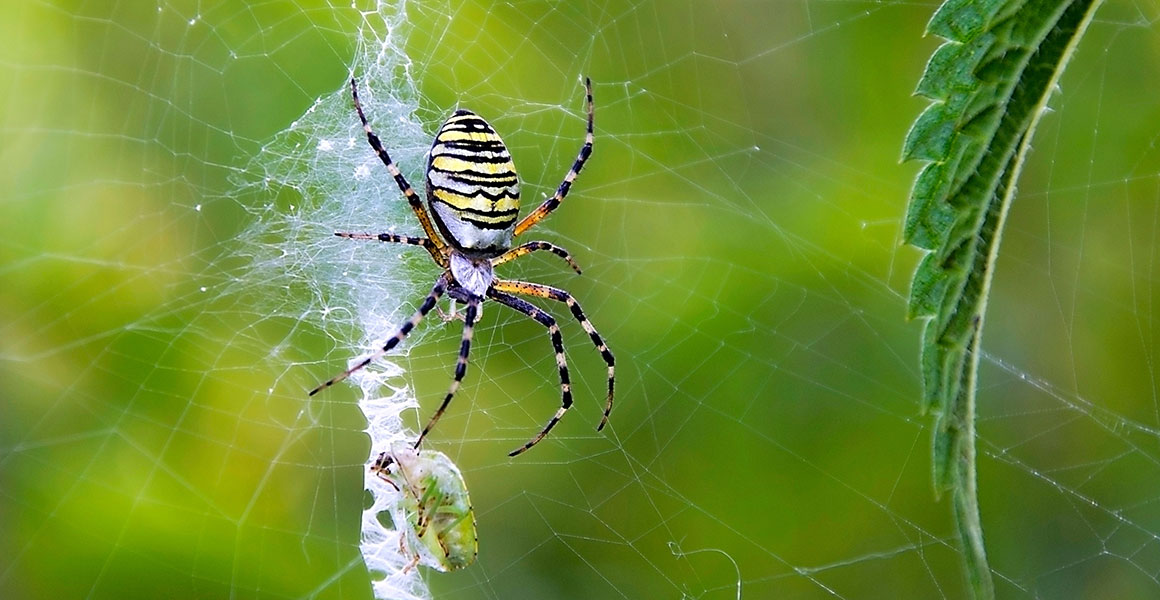 Tranhto24h: Tổng hợp hình ảnh con nhện đẹp nhất, 1160x600px