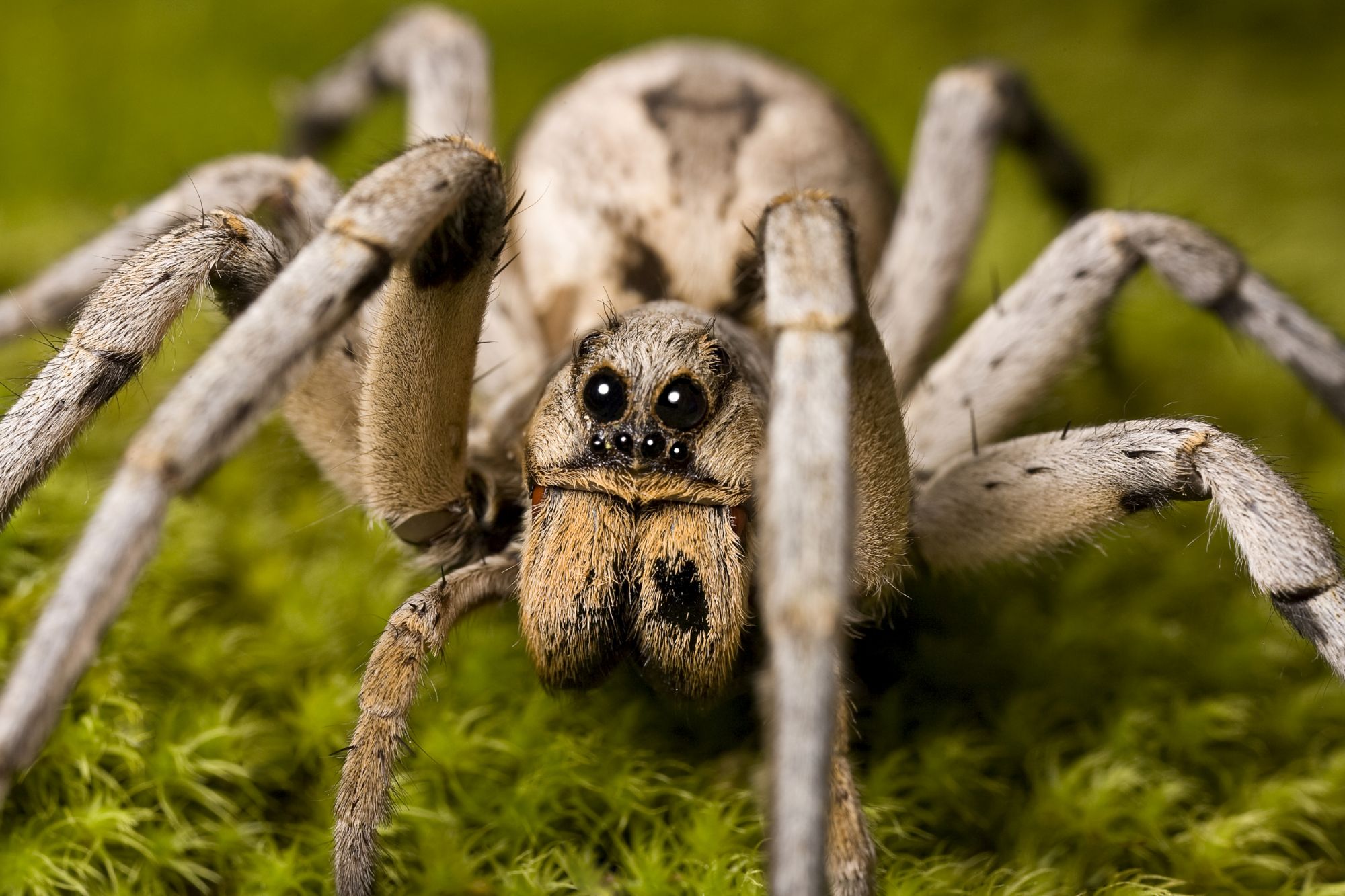 Tranhto24h: Tổng hợp hình ảnh con nhện đẹp nhất, 2000x1333px